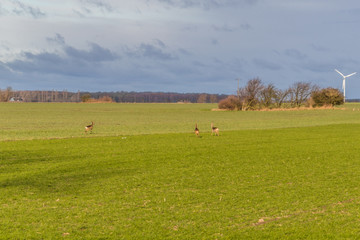 rehe