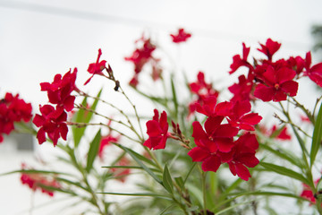 All colorful flowers in nuture