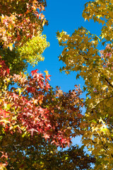 Fall trees at Luneman rd near Lotus, CA