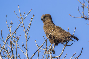 Yellow-billed kite in Kruger National park, South Africa