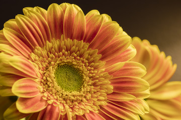Orange Yellow Gerbera
