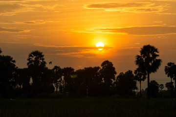 After a beautiful sunset, palm