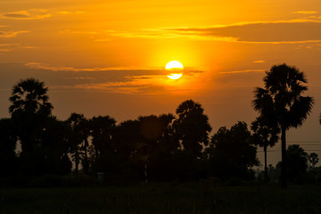 After a beautiful sunset, palm