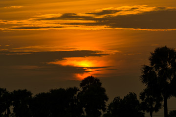 After a beautiful sunset, palm