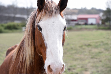 horse head