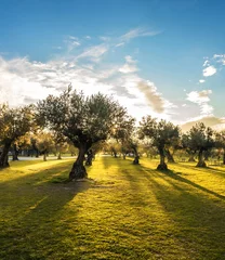 Zelfklevend Fotobehang Panoramisch uitzicht op zonsondergang achter grasveld en olijfbomen © nobelio12