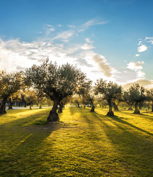 Panoramic view of sunset behind grass field and olive trees