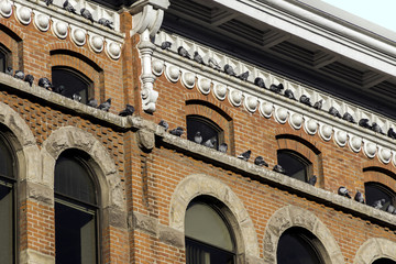 Pigeons perched in two lines along the ledges of a historical bu