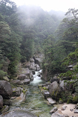 Fog forest
Yakushima, kagoshima prefecture, japan
