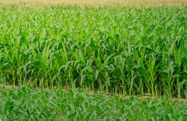 Obraz premium Green corn field in agricultural garden