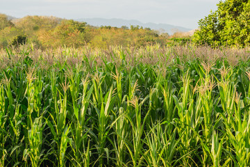 Green corn field in agricultural garden