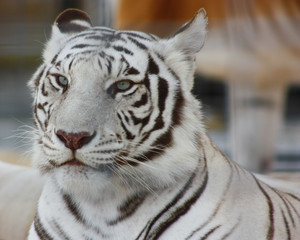 A Bengal Tiger in a zoo