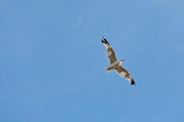 Seagull in flight against a blue sky