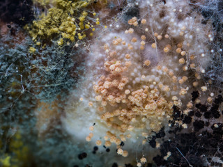 Fungus and mold on sliced bread