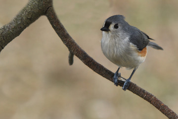 Fototapeta premium tufted titmouse sitting on a branch
