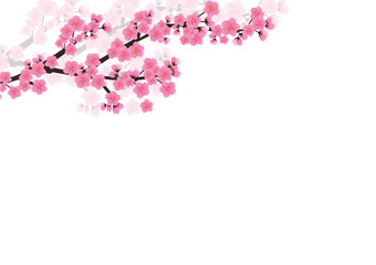 Cherry blossom flowers background. Sakura  pink flowers  backgro