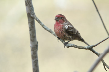 house finch sitting on branch