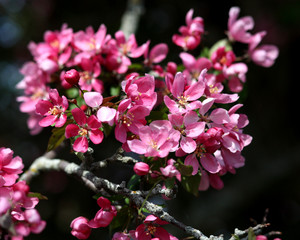 Apple Blossoms