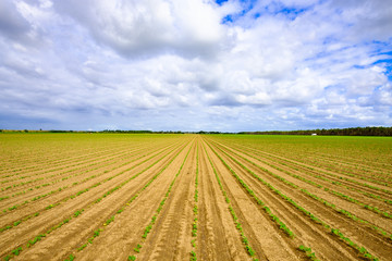 Fototapeta na wymiar Agriculture vegetable field