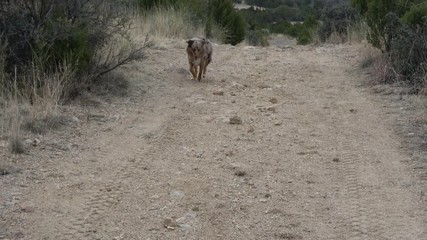 Miniature Australian Shepherd Dog Fetching 