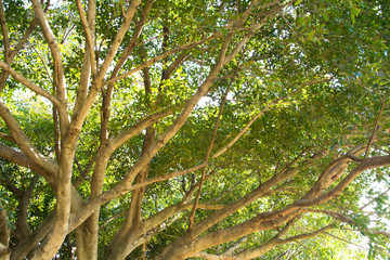 Ivy green with leaf on isolate white background