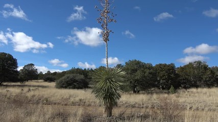 Tall Old Yucca Plant in Southern New Mexico - Windy with Blowing Clouds