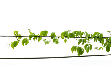 Ivy green with leaf on isolate white background