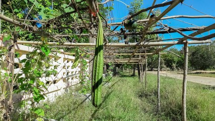Angled loofah in the garden