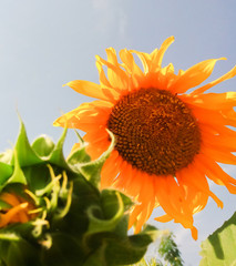 Sunflower with sky