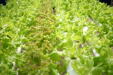 Organic vegetables and Hydroponics