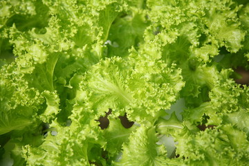 Organic vegetables and Hydroponics