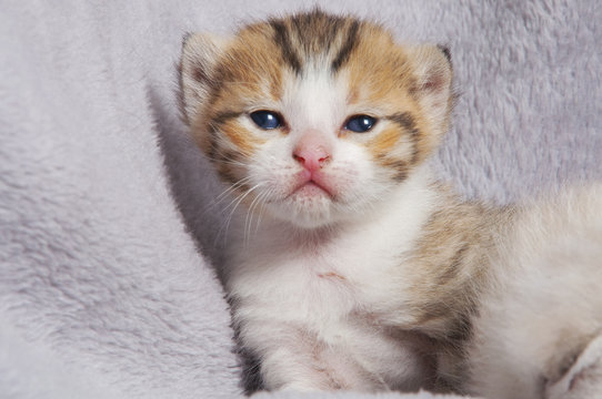 Cachorrito de gato