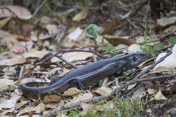 Common Garden Skink Australia
