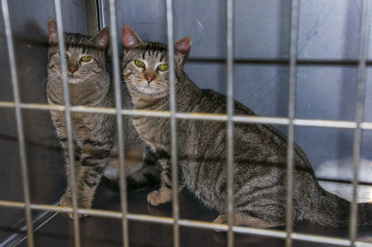 Gatos silvestres capturados en jaulas