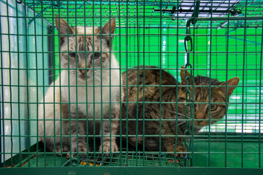 Gatos silvestres capturados en jaulas