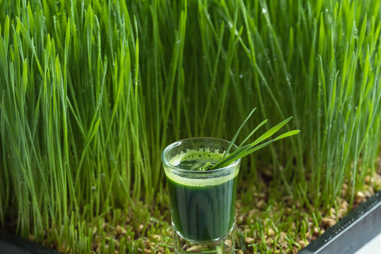 Wheatgrass juice with sprouted wheat