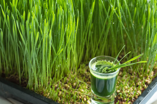 Wheatgrass juice with sprouted wheat