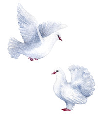 Raster watercolor couple of white doves isolated on white. Animal, natural, holiday, Valentine day themes, decoration for printed goods, design element.