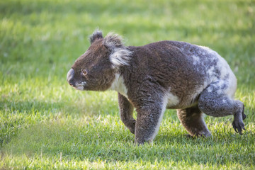 koala walking © Photohenk