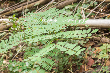cluttered plant in garden