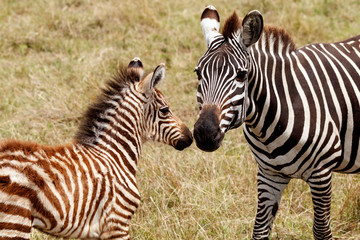 Plains zebra mother and foal in Masai Mara National Reserve, Kenya