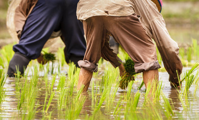 Thai farmer transplanting rice seedlings in paddy field, planting rice during the rainy season in Chiang Mai, Thailand