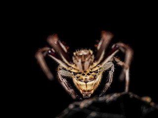 Prey
