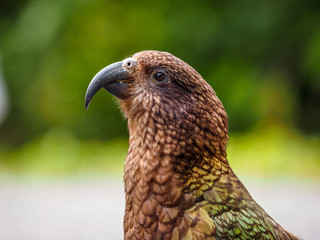 Kea