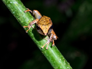 Amber Frog