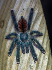 Tarantula