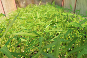 Tropical Herbs Growing in a Covered Tent