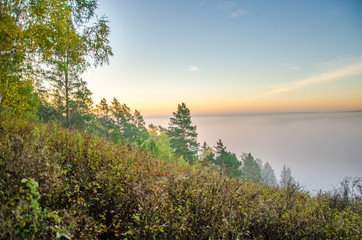 conifer tree at the top in the morning mist
