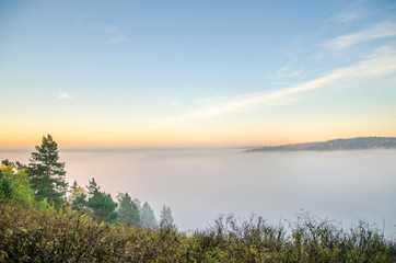 Fototapeta na wymiar conifer tree at the top in the morning mist