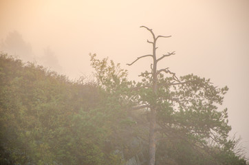 conifer tree at the top in the morning mist